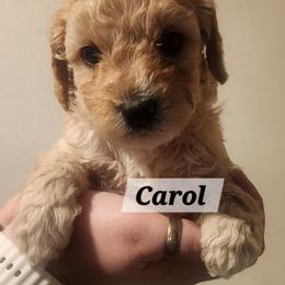 Aussiedoodle Puppies from My Classy Doodles