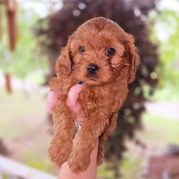 Blue - Red male Cavapoo puppy in Lincolnton, North Carolina from Cuddable Pups