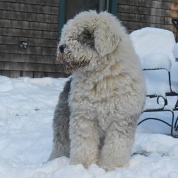 Great Danes and Old English Sheepdogs from Shari Skory's Great Danes & Old English Sheepdogs
