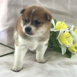 Shiba Inu from Sunbeam Shiba Inus