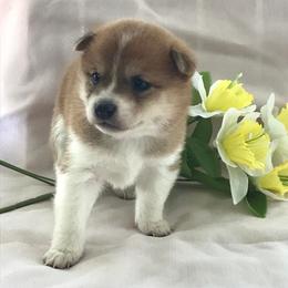 Shiba Inu from Sunbeam Shiba Inus