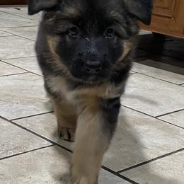 German Shepherd Puppies from Central Florida Shepherds