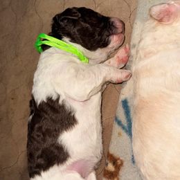 Parti Female (Lime Green) - Parti female Poodle puppy in Mendenhall, Mississippi from Red Bayou Kennels, LLC