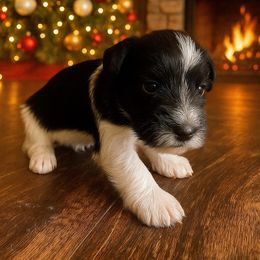 Boy 1 - Parti male Miniature Schnauzer puppy in Lufkin, Texas from Lively Miniature Schnauzers