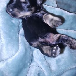 Sweet Pups Candy Corn - Black and silver female Miniature Schnauzer puppy in North Zulch, Texas from Sweet Pup Schnauzers
