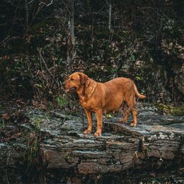 Birdie - Labrador Retriever