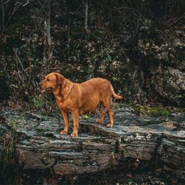 Birdie - Labrador Retriever