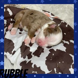 Miniature Australian Shepherds from SK Aussie’s
