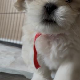 Red Collar - Cream male Lhasa Apso puppy in Port Royal, Virginia from Hearth and Hound Family Farms