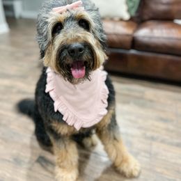 Bonnie - Bernedoodle