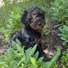 Name coming soon - Merle male Goldendoodle puppy in Monument, Colorado from Colorado Dreamin Doodles