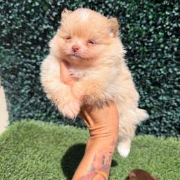Bambi - Lavender female Pomeranian puppy in San Diego, California from SD Bullies