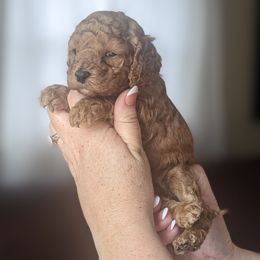 Cockapoo Puppies from L&L Cockapoos