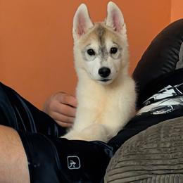 Sock - Gray and white male Siberian Husky puppy in Amery, Wisconsin from Liberty Siberians