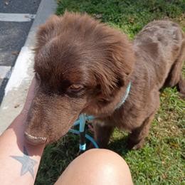 Akbar - Brown male Newfoundland puppy in Guthrie, Kentucky from Bourbon Water Newfoundlands