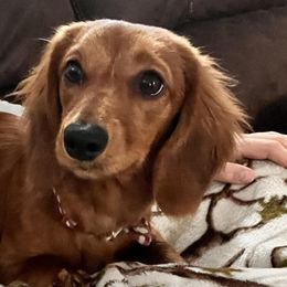 Dachshunds from BB Doxies