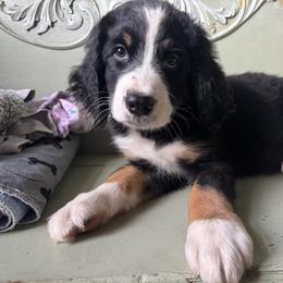 Bernedoodle Puppies from Cove Creek Companions