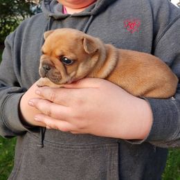 French Bulldog Puppies from Windy Ridge French Bulldogs