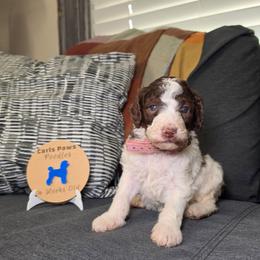 Lady Liberty- breeder pick - Parti female Poodle puppy in Plainfield, New Jersey from Caris Paws Poodles and Labradoodles
