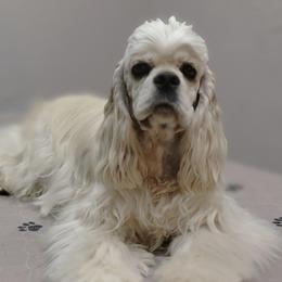 RONETTE - Cocker Spaniel