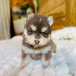 Copper - Red and white male Pomsky puppy in Greencastle, Indiana from JDpomskies