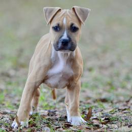 Oak - Red male American Staffordshire Terrier puppy in St. Augustine, Florida from LBK & Ancient City