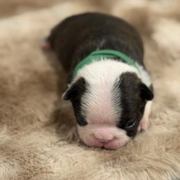 Dark green boy - Black and white male Boston Terrier puppy in Madera Acres, California from Muggin Bostons Terriers and Mini Dachshund