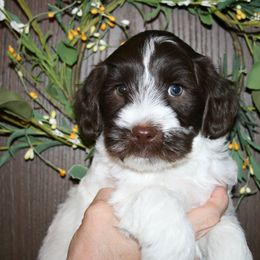 Australian Labradoodle Puppies from Windsor Creek Labradoodles