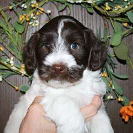 Australian Labradoodle Puppies from Windsor Creek Labradoodles