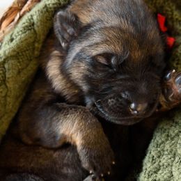German Shepherd Puppies from Platz German Shepherds