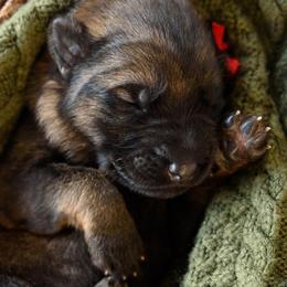 German Shepherd Puppies from Platz German Shepherds
