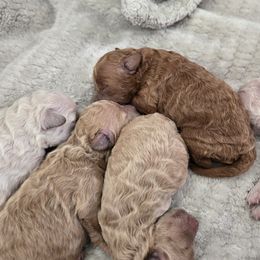 Dash - Apricot male Assorted Doodle Crosses puppy in Yucaipa, California from Mini Doodle Dandies