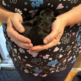 German Shepherd Puppies from Devon Rugerio's German Shepherds