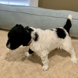 Goldendoodle and Poodle Puppies from Breedadoodle