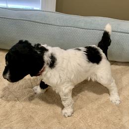 Goldendoodle and Poodle Puppies from Breedadoodle