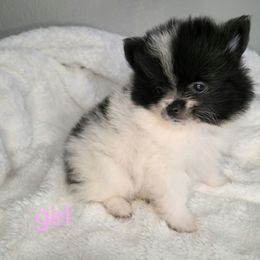 Girl 1 - Black parti female Pomeranian puppy in Victorville, California from Star Kid Poms