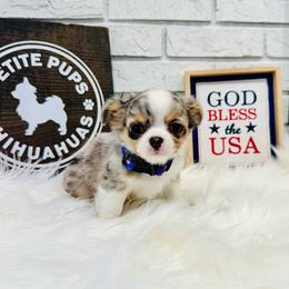 Jasper - Blue merle male Chihuahua puppy in Dayton, Ohio from Petite Pups Chihuahuas
