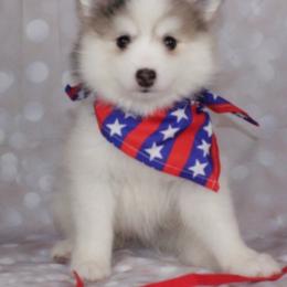 Boy 2 (multi color Pie-bald) - Silver and white male Pomsky puppy in Leesburg, Virginia from Capital Poms & Pomskies