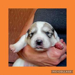Phenomenon - White and badger male Great Pyrenees puppy in Mikado, Michigan from Brittain Family Farm