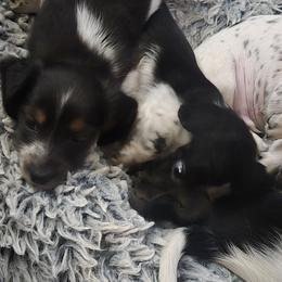 Dachshund Puppies from Kandice's Dachshunds