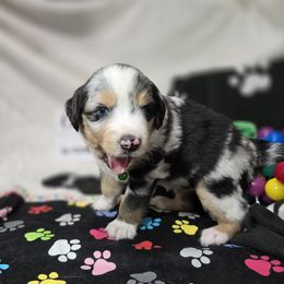 Maverick - Blue merle Miniature Australian Shepherd puppy in Middleburg, Florida from Tails End Ranch