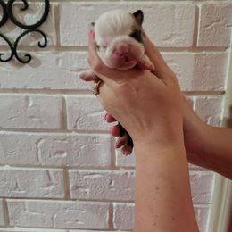 Boy 1 - Fawn and white Bulldog puppy in Texas from Jones Boxers & Bulldogs