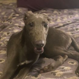 Batman - Blue male Greyhound puppy in Florida from Running to Stand Still (RTSS)