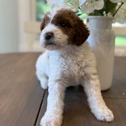 Valentino - Parti male Goldendoodle puppy in Temecula, California from Country Hills Doodles