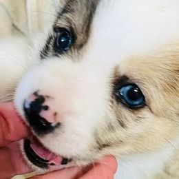 American Corgis and French Bulldogs from K & K Kennel