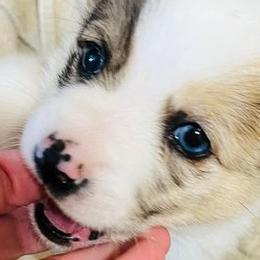 American Corgis and French Bulldogs from K & K Kennel