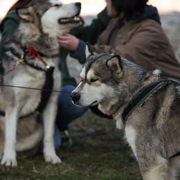 Alaskan Malamutes from Tarnish Malamutes