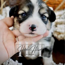 Sable Fluff Boy 2 Docked Tail - Sable male Pembroke Welsh Corgi puppy in Locust Grove, Oklahoma from Hidden Hillsides Corgis