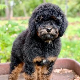 Patriot - Black phantom female Aussiedoodle puppy in Lancaster, Minnesota from Finney Ranch