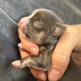 Blue female (River) - Blue and white female Chihuahua puppy in Laurel, Mississippi from Home of Tiny Chihuahuas